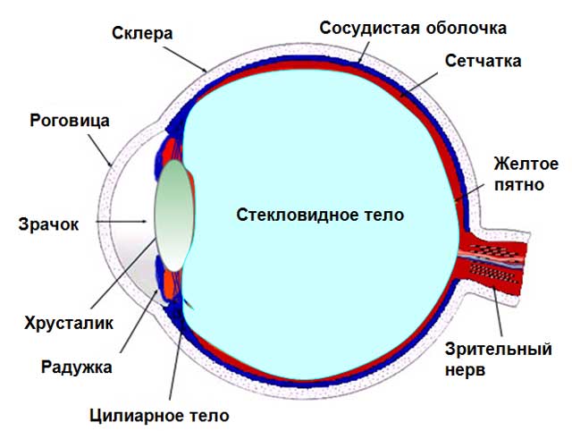 после физической нагрузки запах спирта изо рта после физической нагрузки запах спирта изо рта