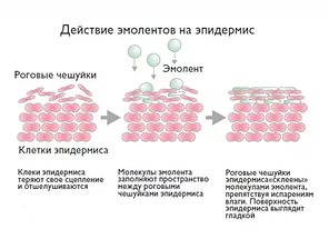Удаление грибка со стен в квартире народными средствами
