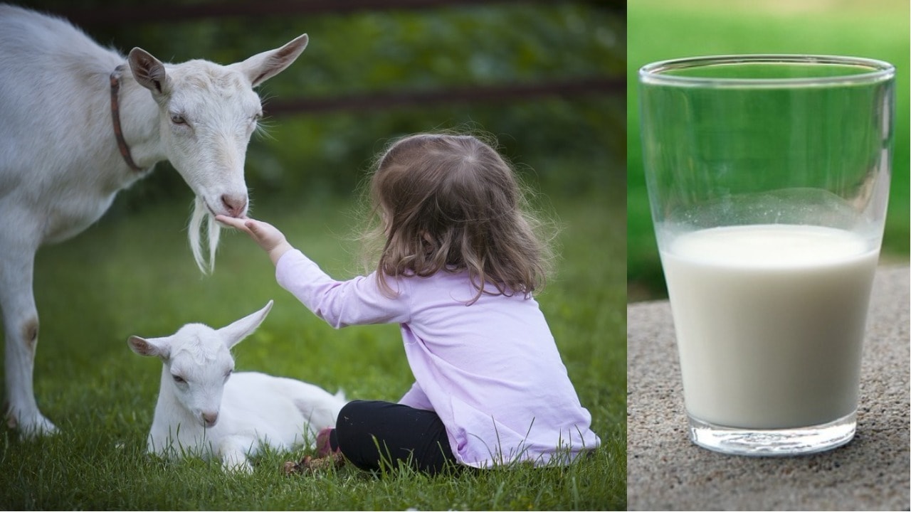 Аллергия на козье молоко у взрослых
