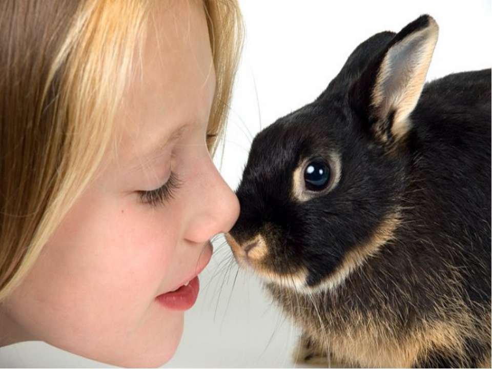 Может быть аллергия на кролика или нет