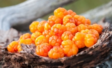 Полезная северная ягода морошка