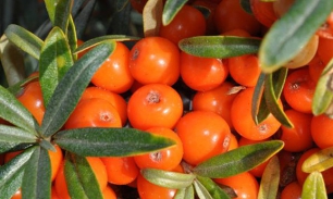 Калорийность облепихи и продуктов из облепихи