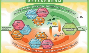 Почему ухудшается метаболизм?