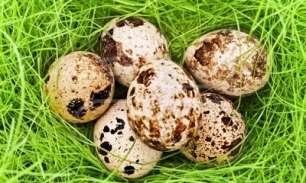 Перепелиные яйца при язве желудка