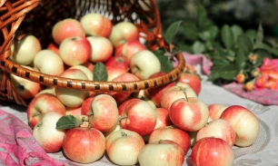 польза яблок для организма