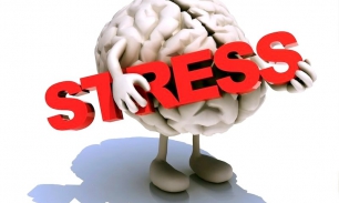 Влияние стресса на мозг и память