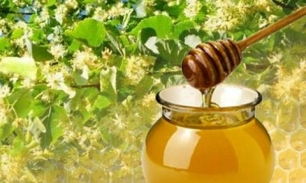 Чем полезен липовый мед