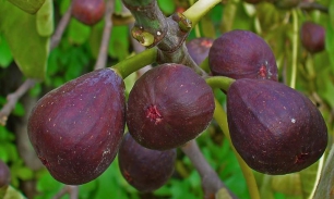 как едят инжир с кожурой или без