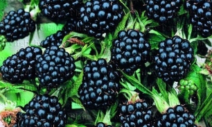 Чем полезны плоды ежевики