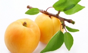Польза свежих абрикосов