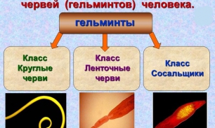 Виды паразитов в организме человека