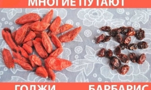 Ягоды годжи и барбарис – в чем разница