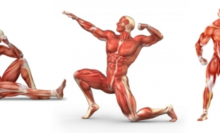 Анатомия мышц на теле человека - расположение и функции