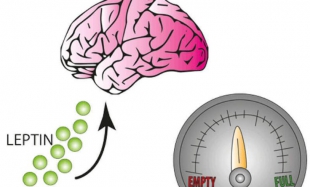 Для чего необходим гормон лептин в крови?