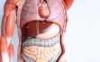 Расположение органов на теле человека