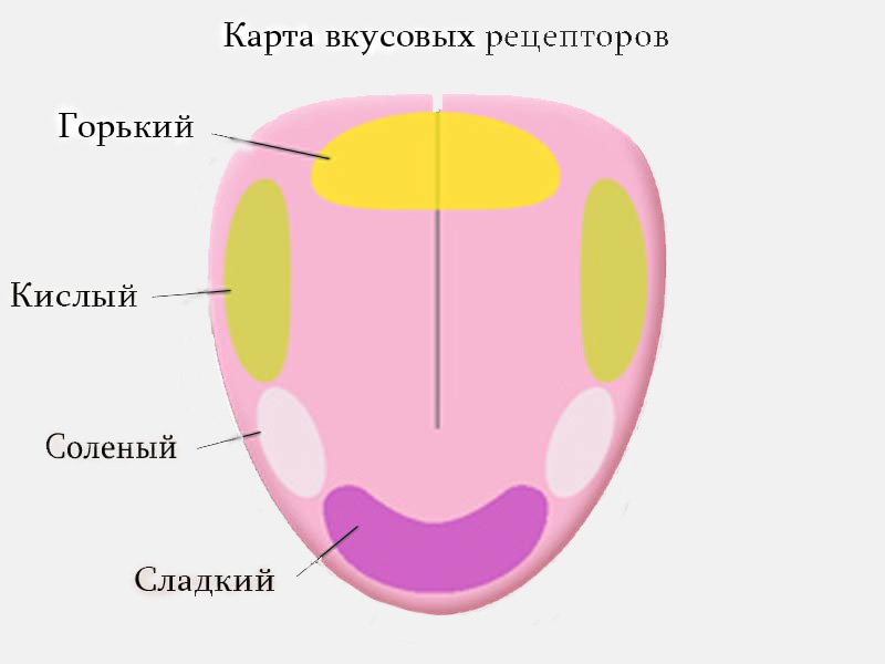 Вкусовые зоны языка человека рисунок