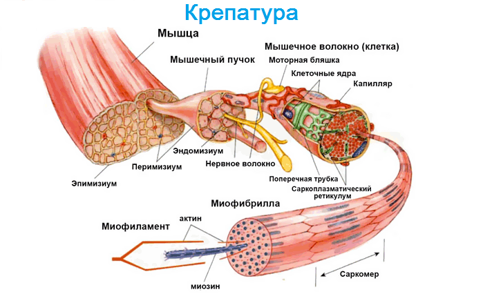 Можно ли заниматься если есть крепатура