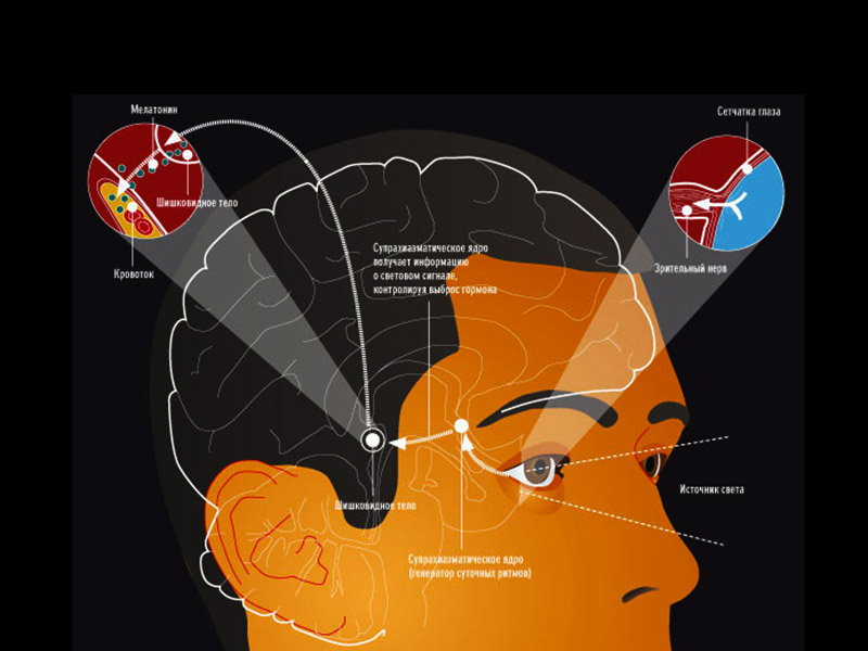 что такое мелатонин