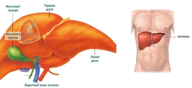 Очистка печени и желчевыводящих. Печень и желчный пузырь. Печень и желчный пузырь анатомия.
