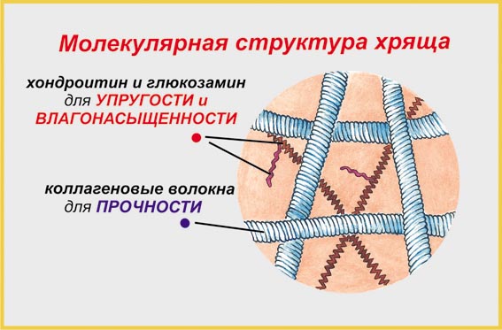 Изображение - Питание для здоровья суставов и позвоночника %D1%85%D1%80%D1%8F%D1%89