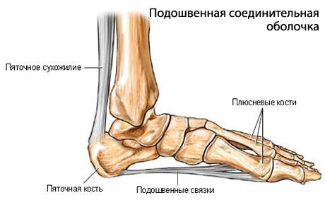 Строение Ног Человека Фото